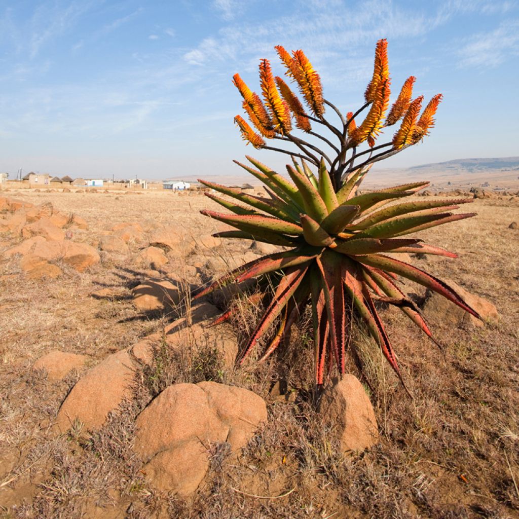 Aloe marlothii - Aloe de montaña