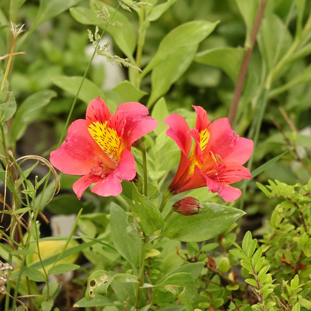 Alstroemeria Majestic Authion
