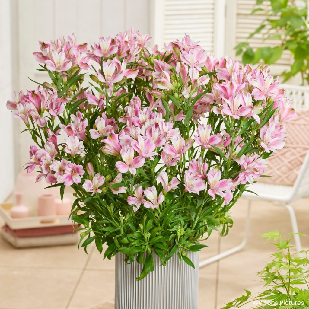 Alstroemeria Duchesses d'Anjou Emilie