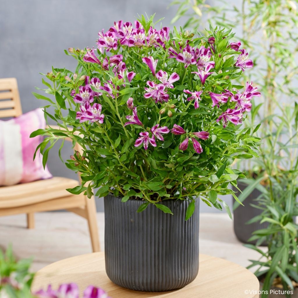 Alstroemeria Duchesses d'Anjou Valentine
