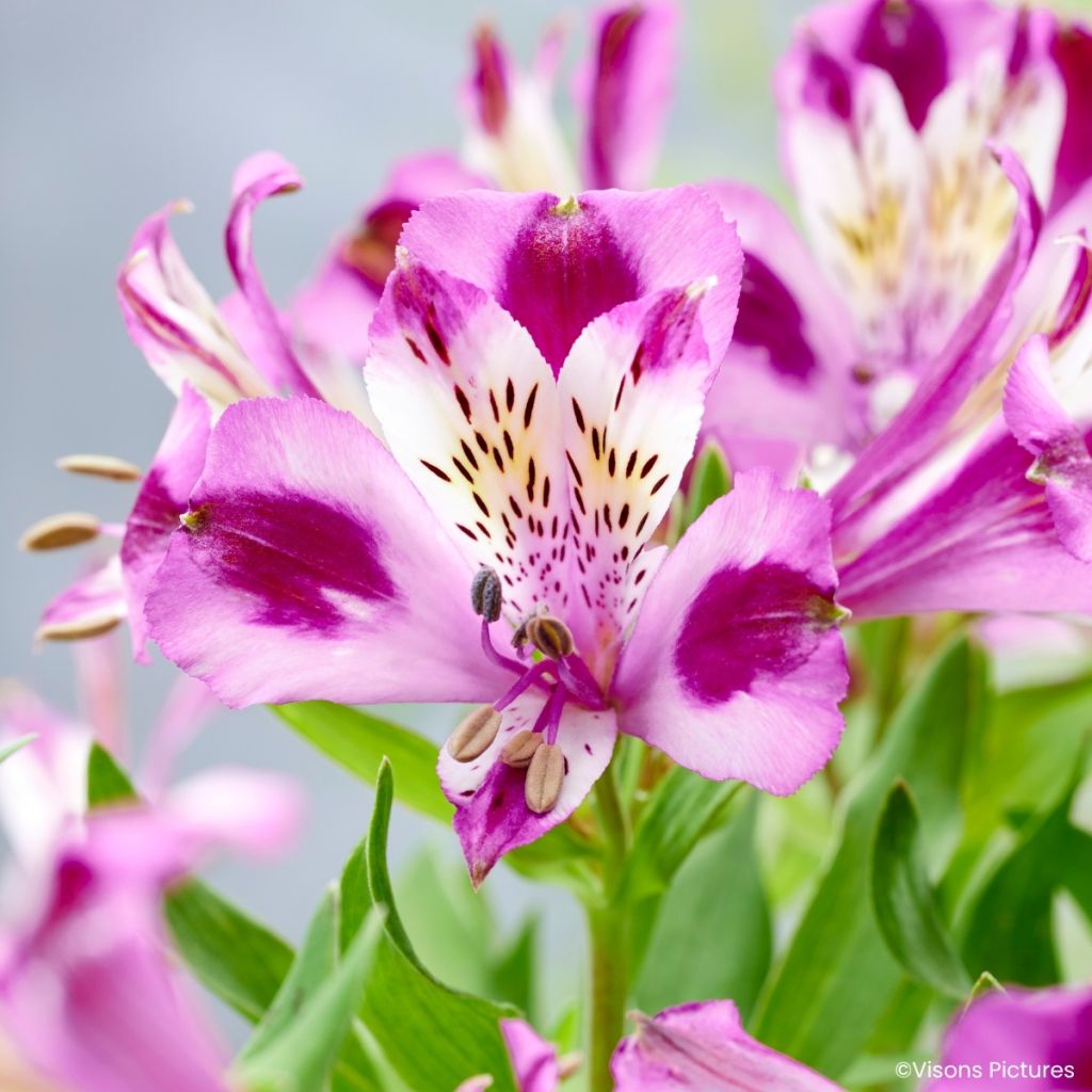 Alstroemeria Duchesses d'Anjou Valentine