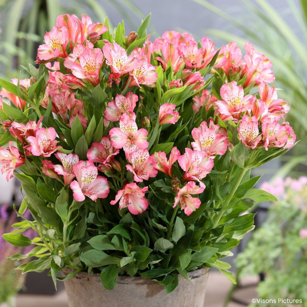 Alstroemeria Pitchounes Charlotte