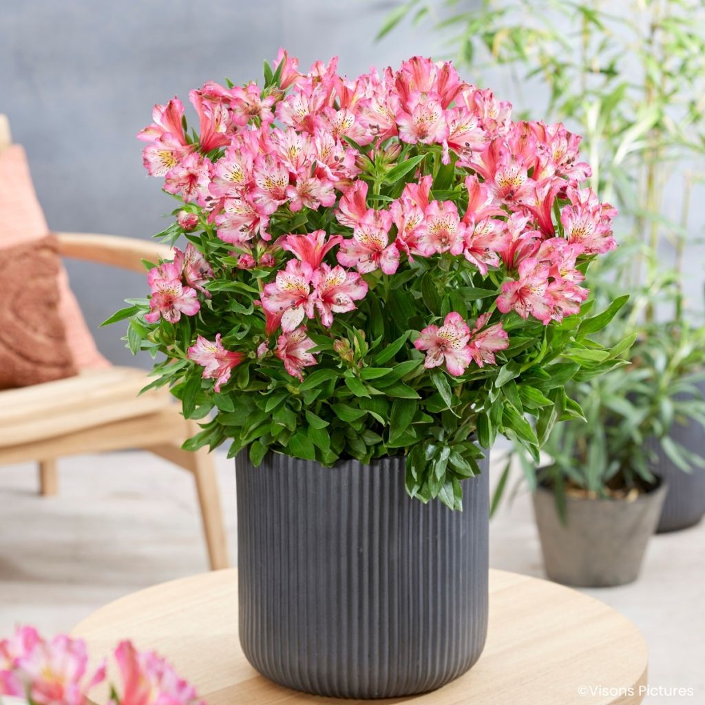 Alstroemeria Pitchounes Charlotte
