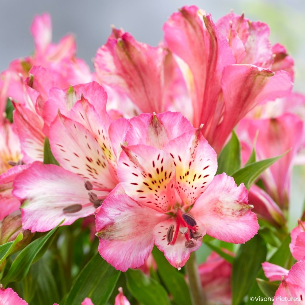 Alstroemeria Pitchounes Charlotte