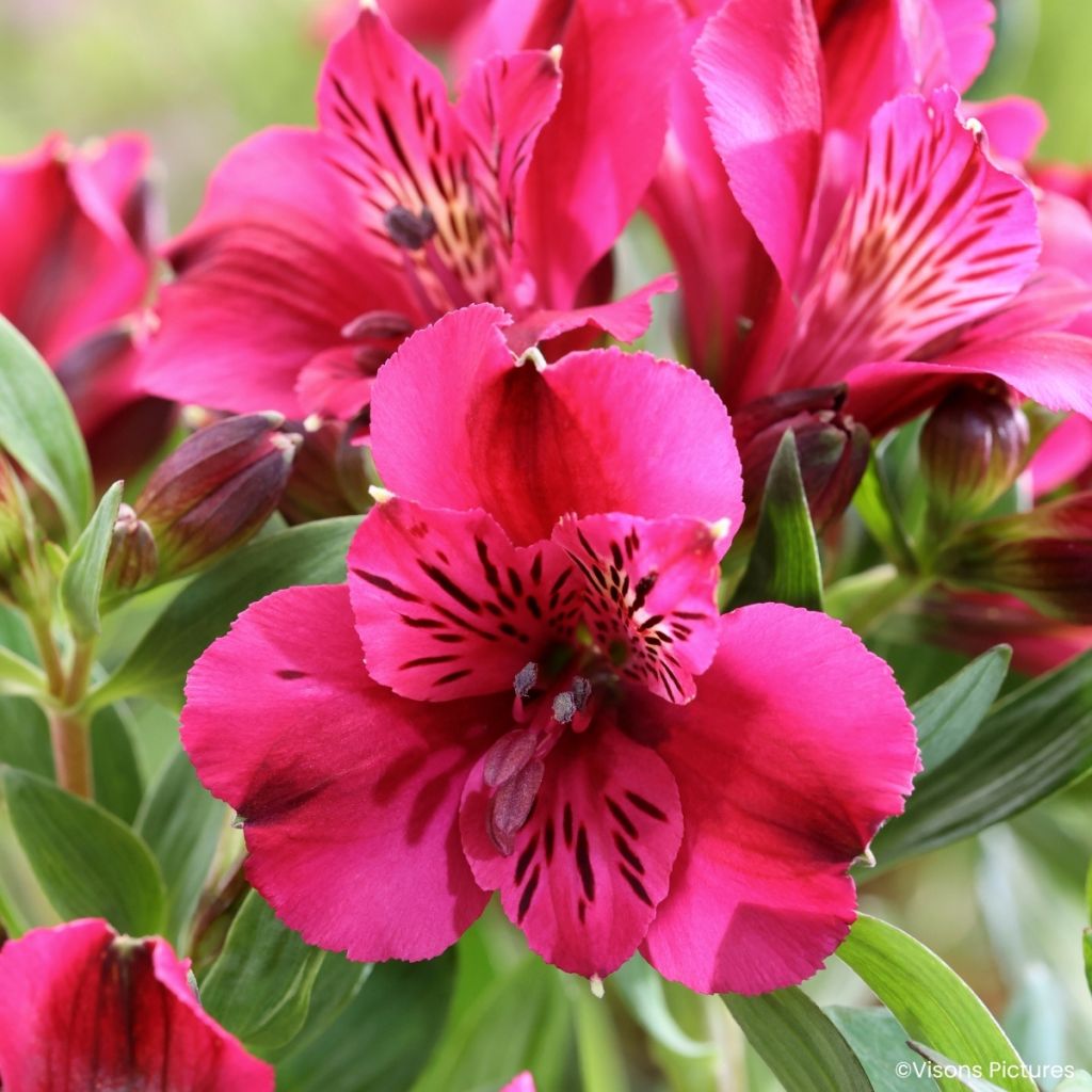 Alstroemeria Pitchounes Leonie