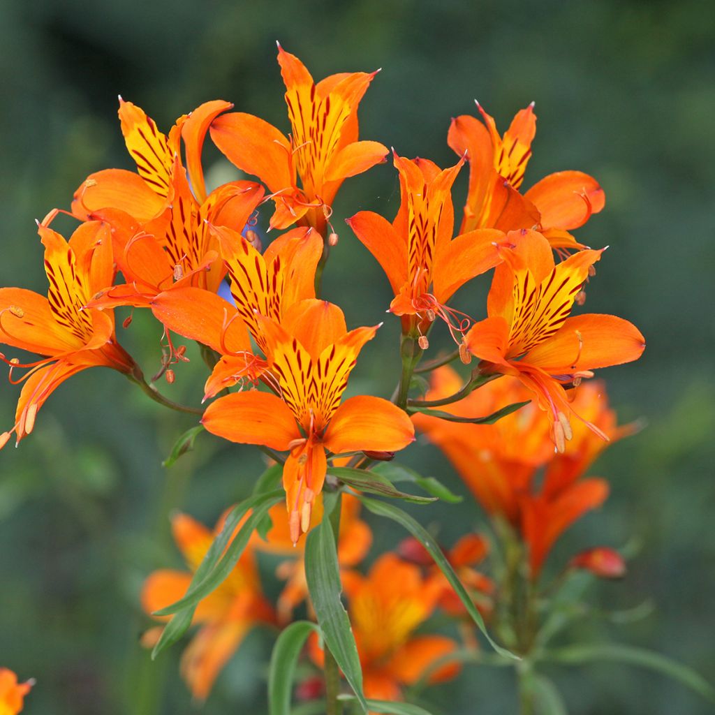Alstroemeria aurantiaca Orange King