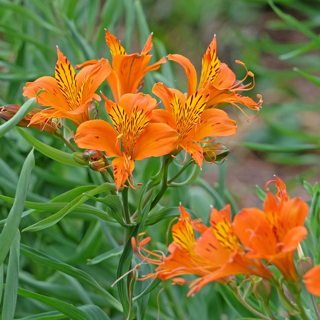 Alstroemeria aurantiaca Orange King