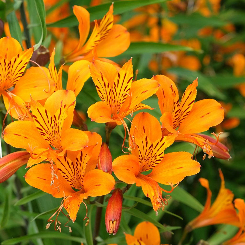 Alstroemeria aurantiaca Orange King