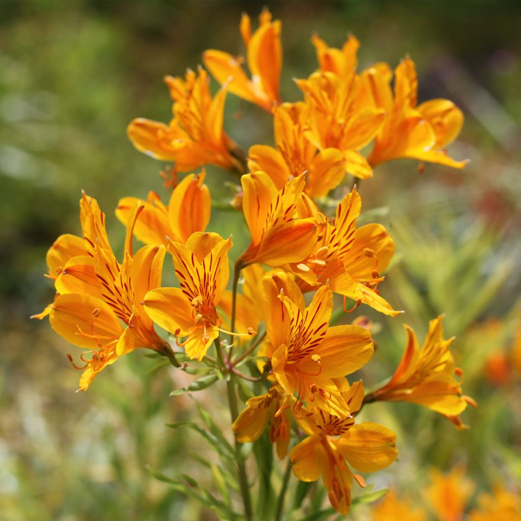 Alstroemeria aurantiaca Orange King