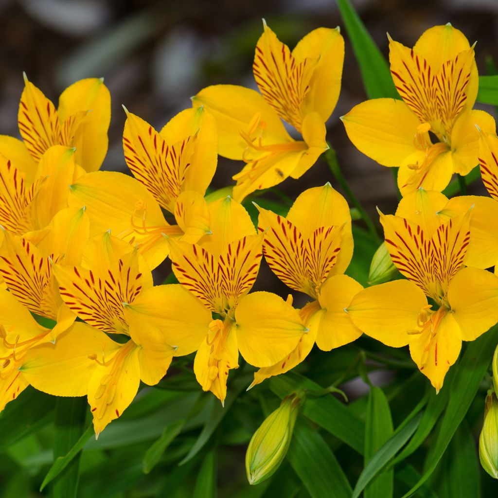 Alstroemeria aurea Lutea - Lirio de los Incas