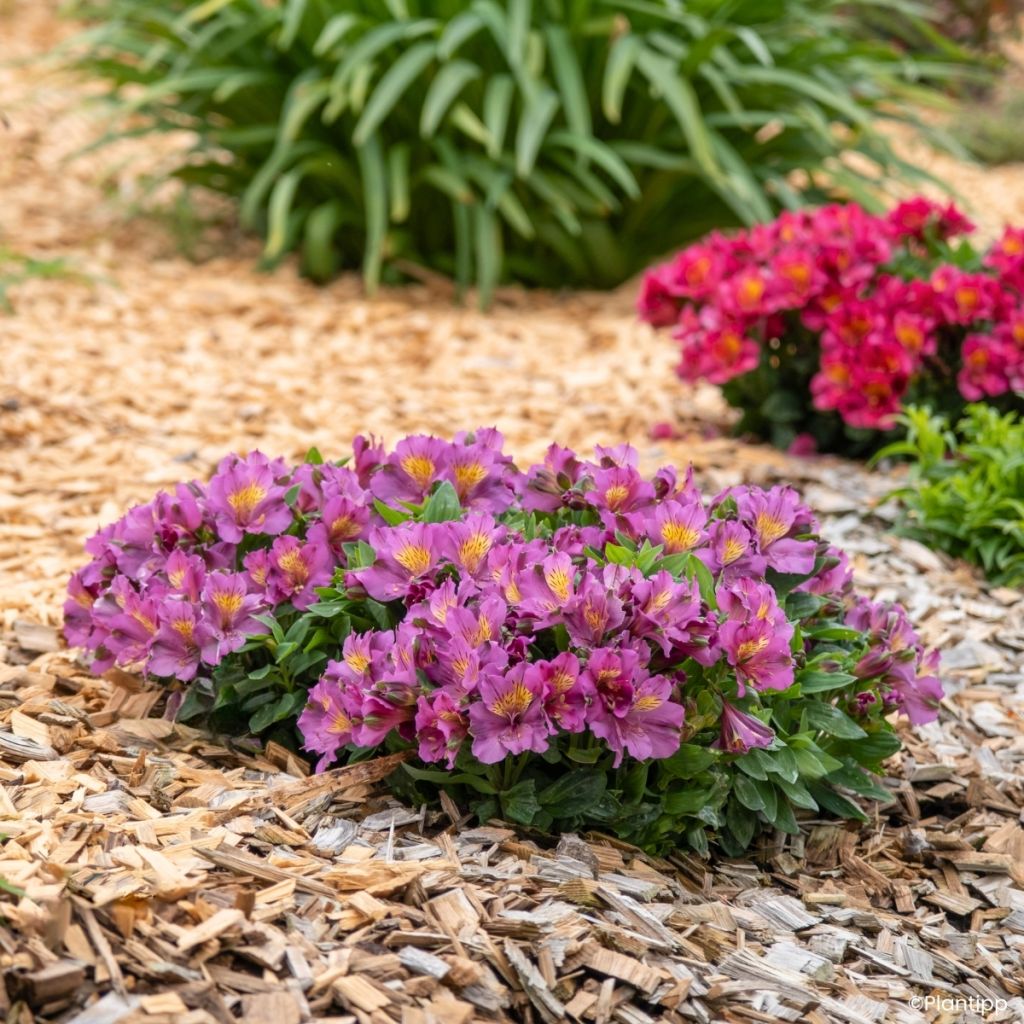 Alstroemeria Incalys Purple