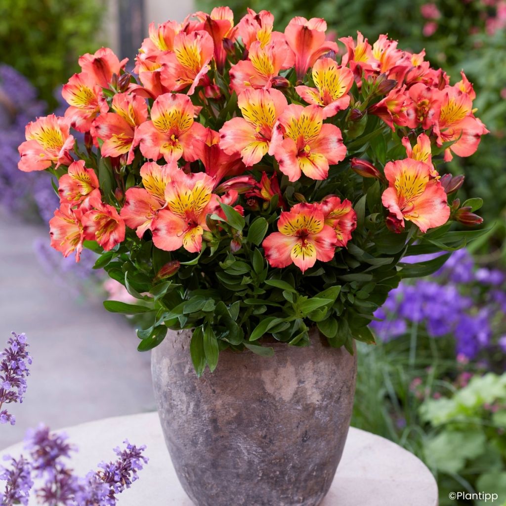 Alstroemeria Incalys Salmon