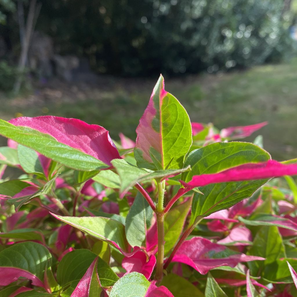 Alternanthera ficoidea Party Time