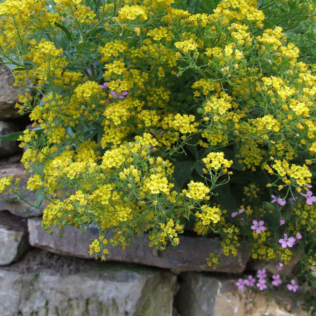 Alyssum montanum Berggold - Aliso dorado de montaña