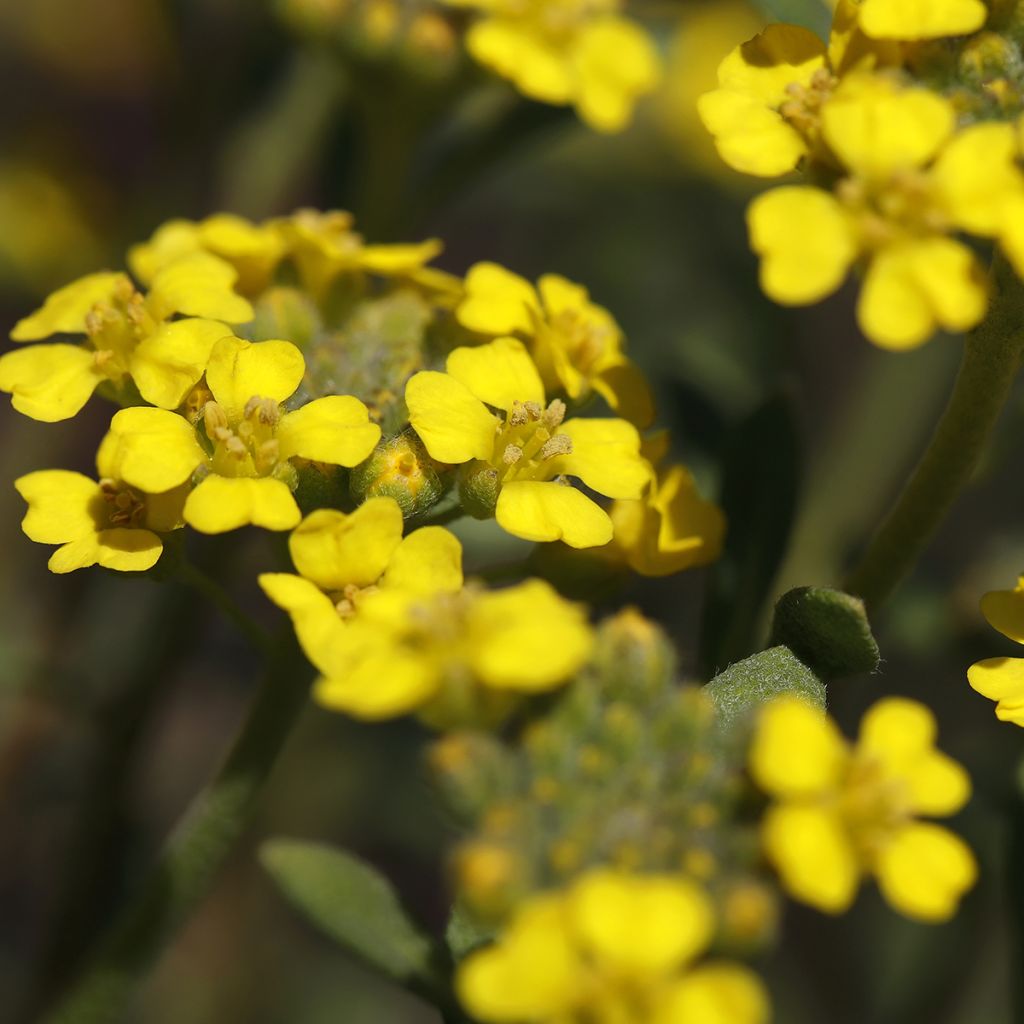 Alyssum montanum Berggold - Aliso dorado de montaña