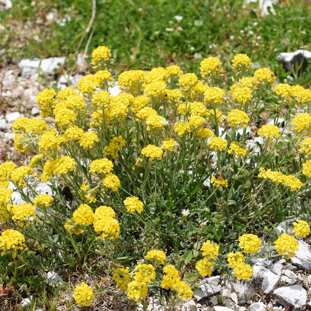 Alyssum montanum Berggold - Aliso dorado de montaña