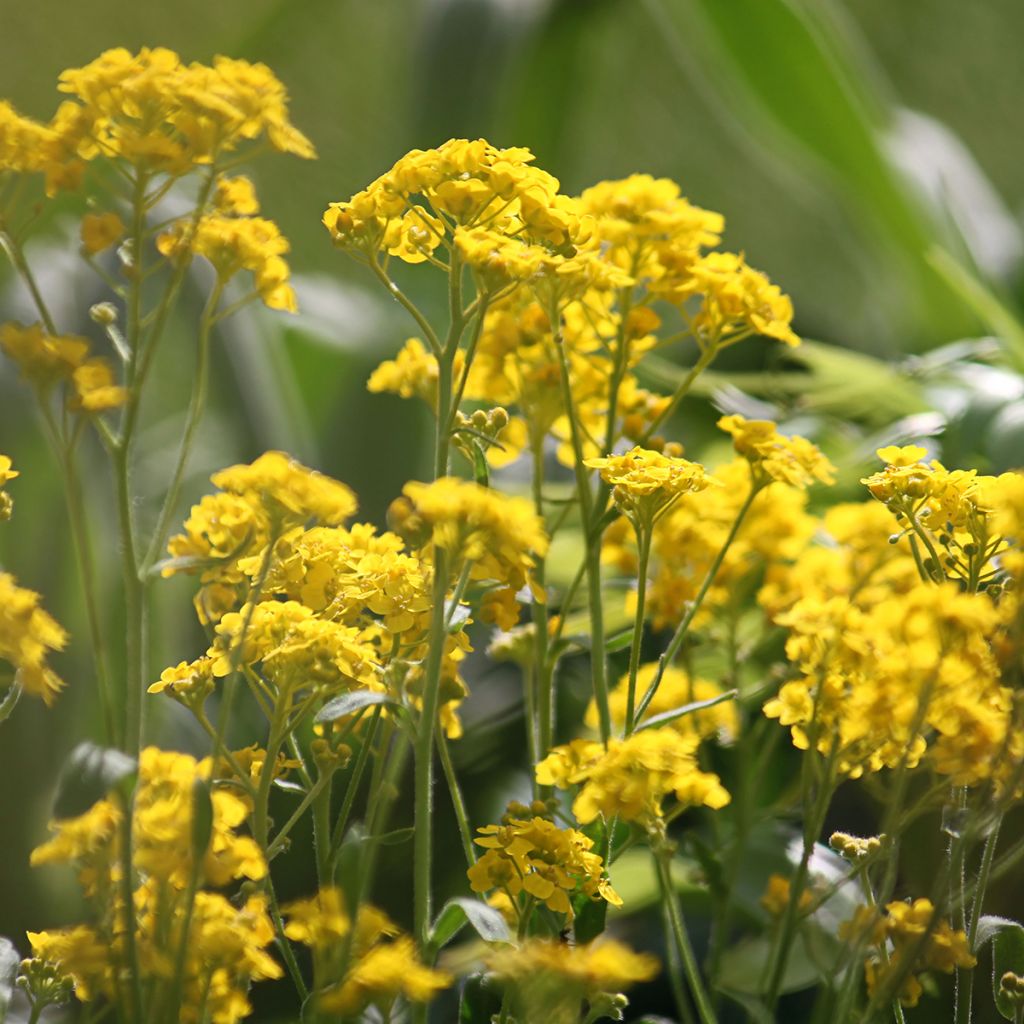 Alyssum saxatilis Goldkugel - Canastillo