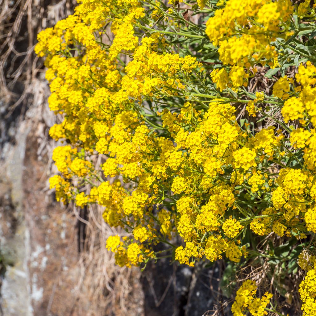 Alyssum saxatilis Goldkugel - Canastillo