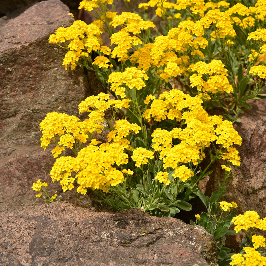 Alyssum saxatilis Goldkugel - Canastillo