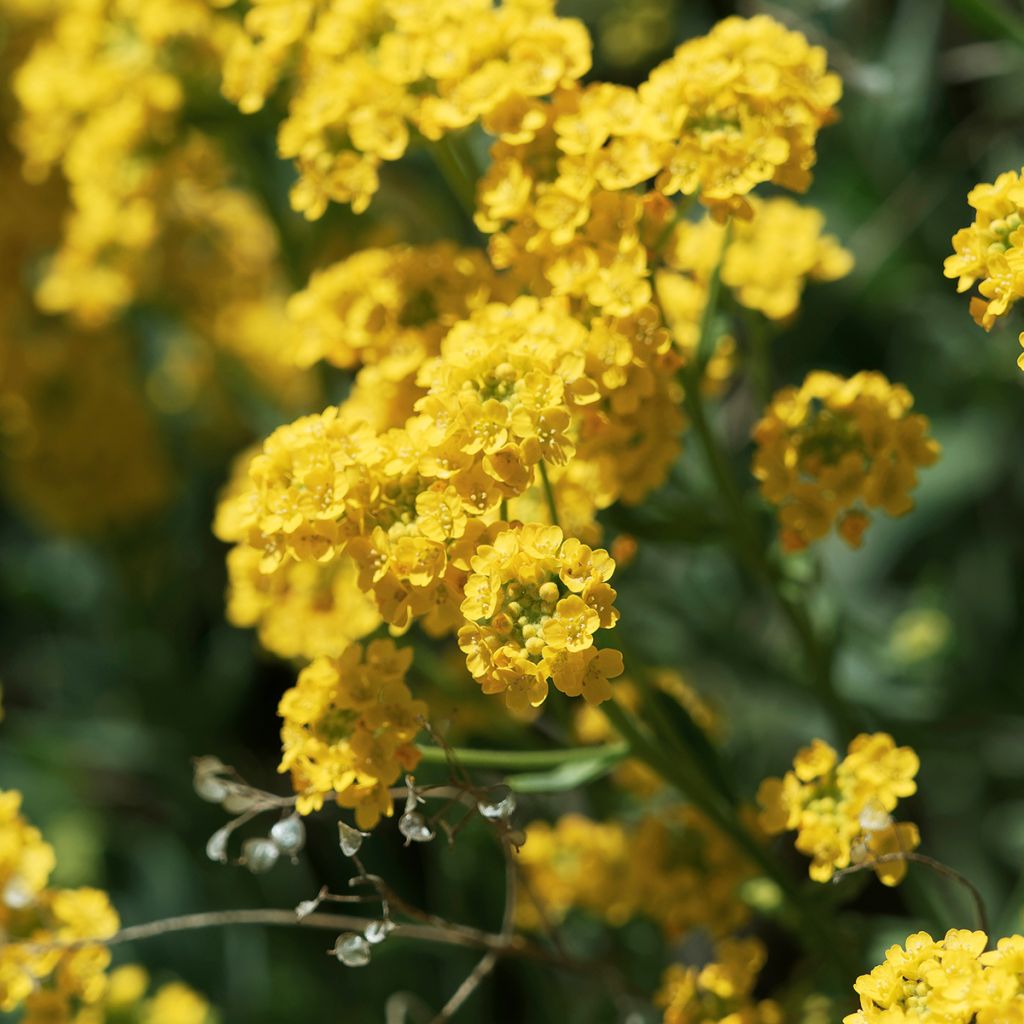 Alyssum saxatilis Goldkugel - Canastillo