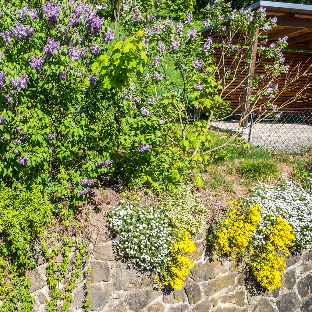 Alyssum saxatilis Goldkugel - Canastillo