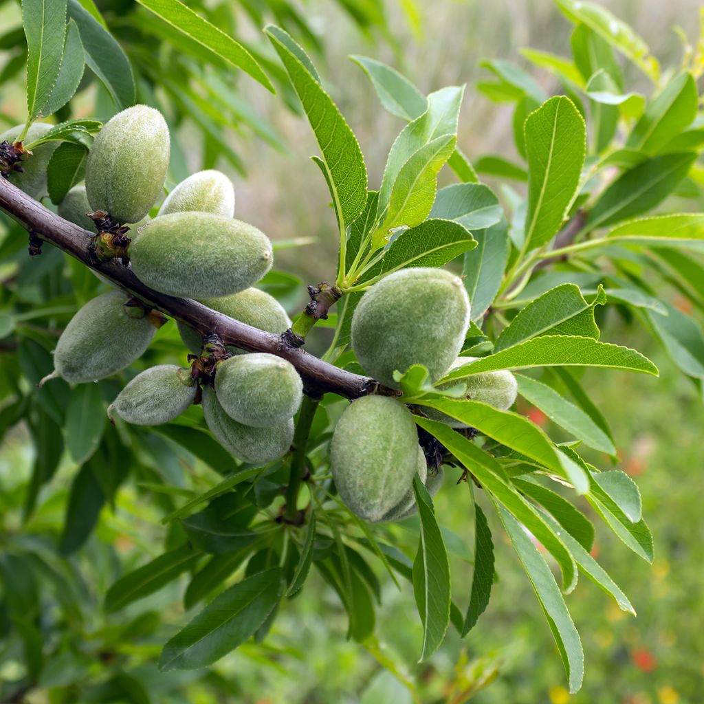 Almendro autofértile Makako