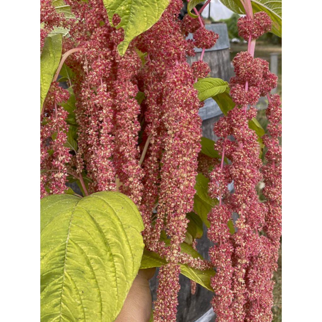 Amaranthus caudatus Coral Fountain