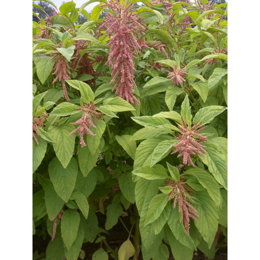 Amaranthus caudatus Coral Fountain