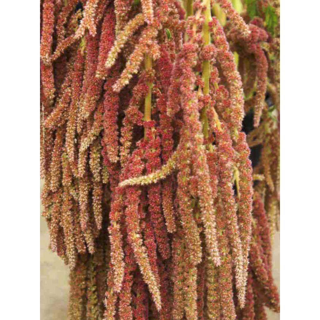 Amaranthus caudatus Coral Fountain