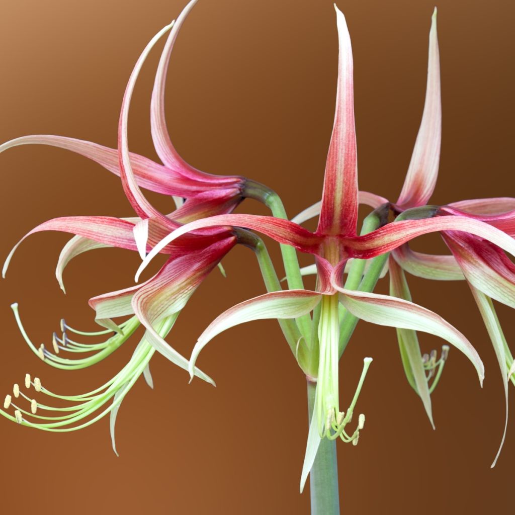 Amaryllis Chico - Hippeastrum