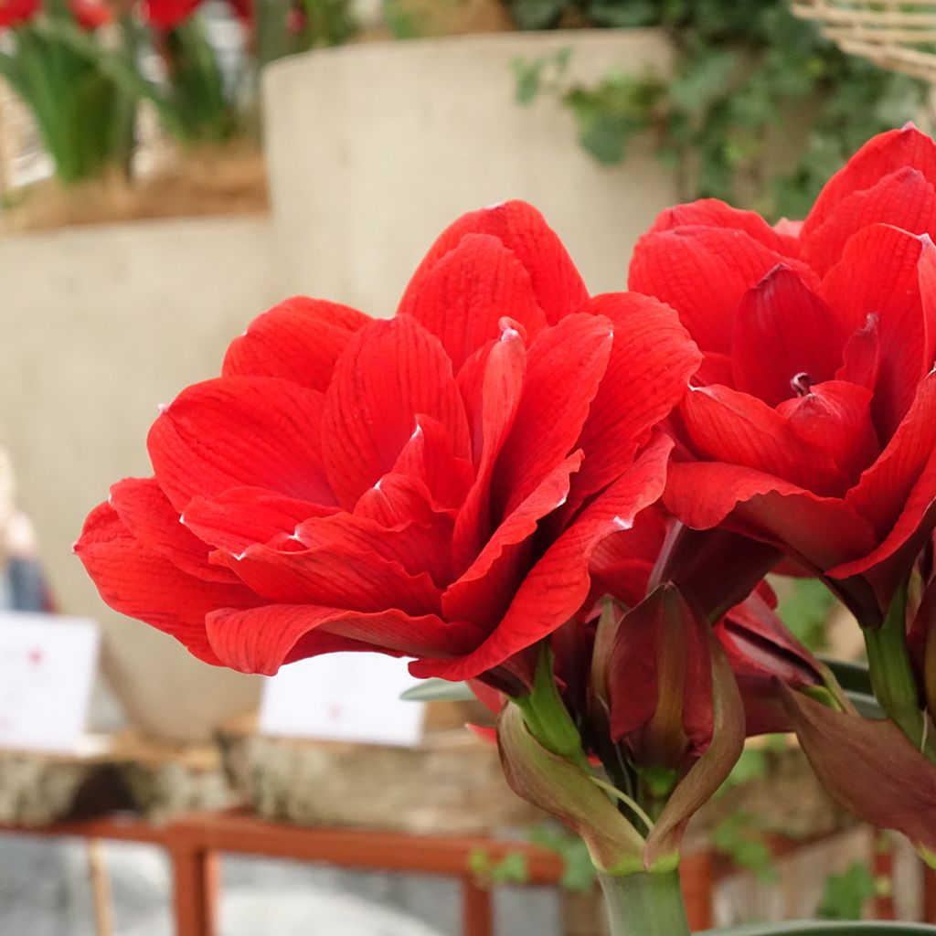 Hippeastrum Double Dragon - Amarilis 