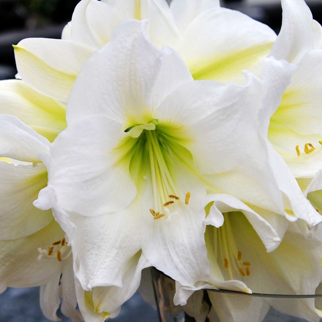 Amaryllis Christmas Gift - Amarilis