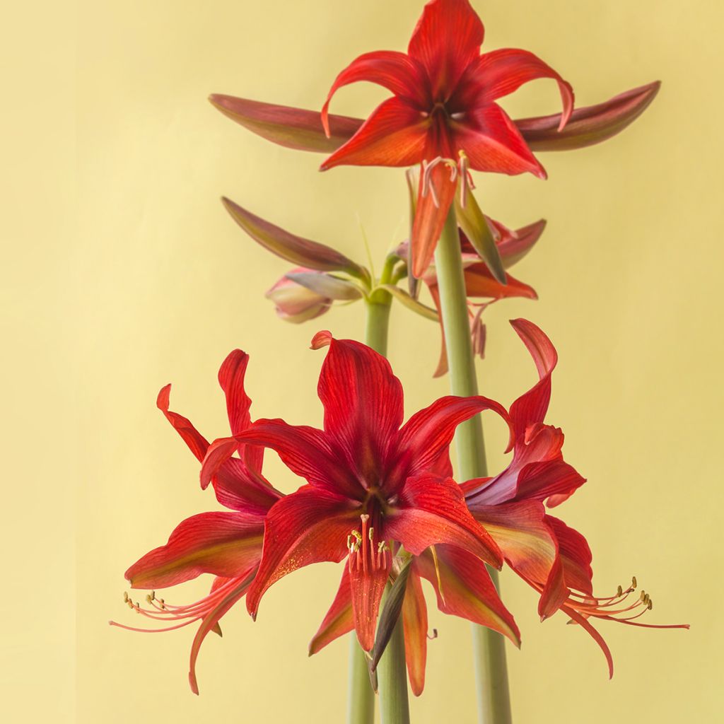 Amarilis Cybester Bogotá