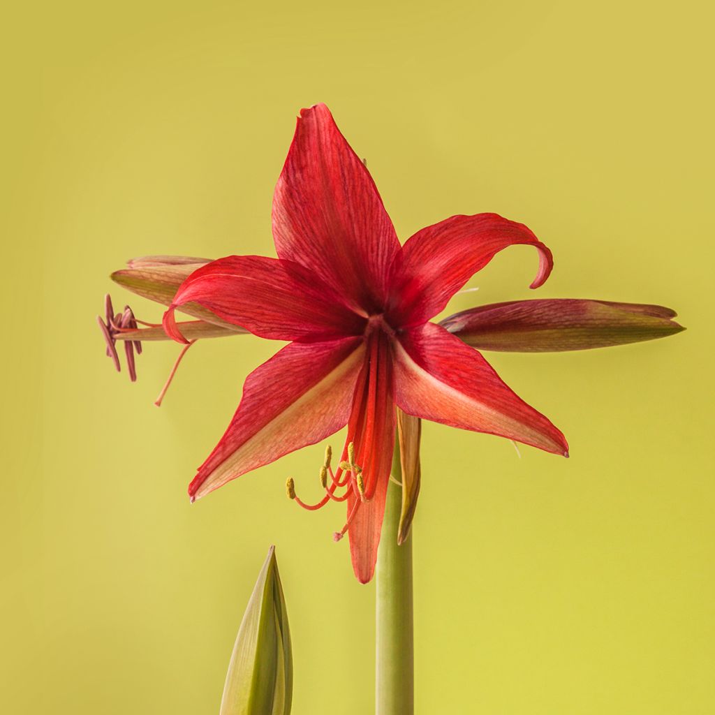 Amarilis Cybester Bogotá