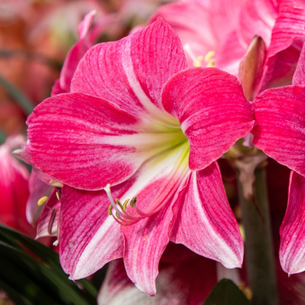 Amaryllis Neon - Hippeastrum