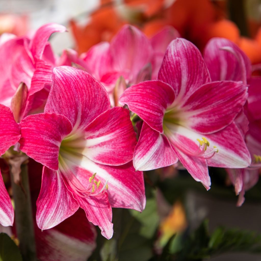 Amaryllis Neon - Hippeastrum