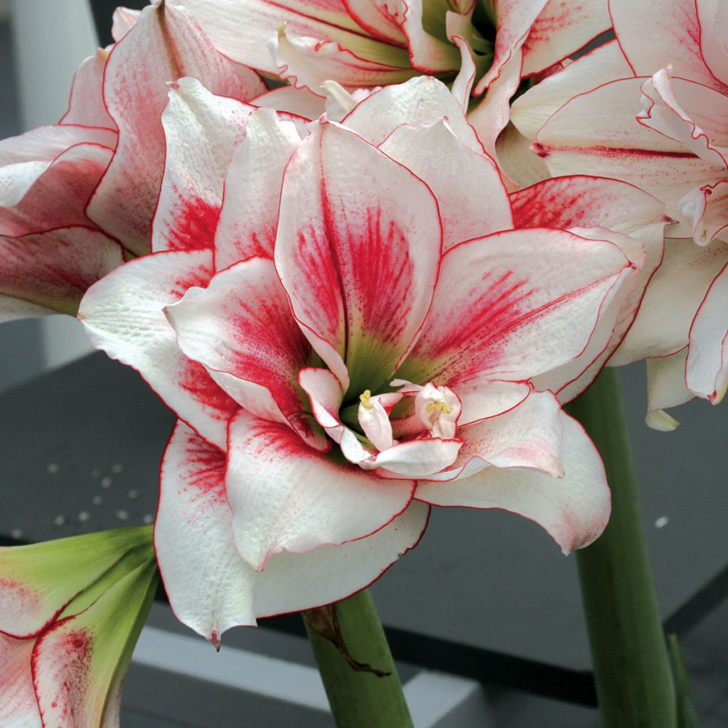 Amaryllis double Elvas - Hippeastrum