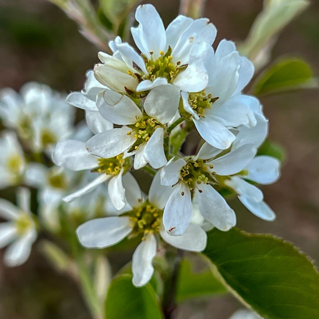 Guillomo de Saskatchewan Saskatoon Berry - Amelanchier alnifolia