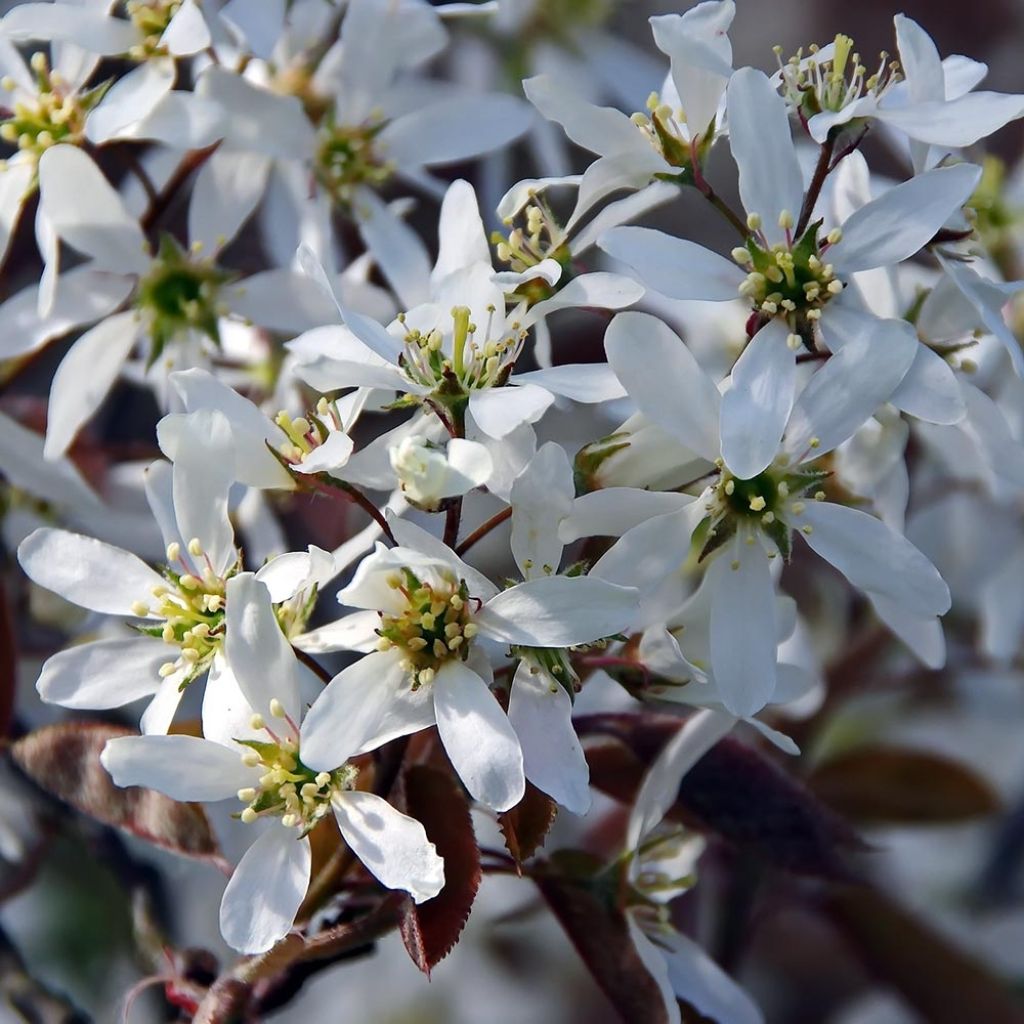 Amelanchier canadensis - Guillomo del Canadá