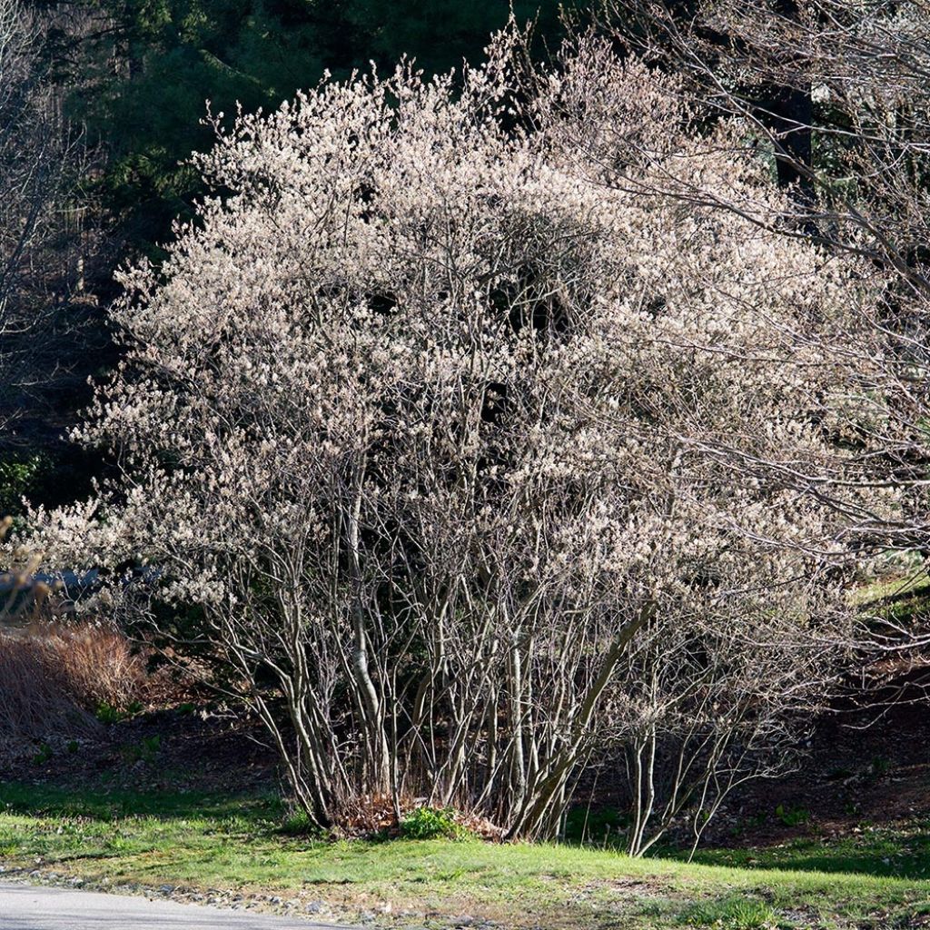 Amelanchier canadensis - Guillomo del Canadá