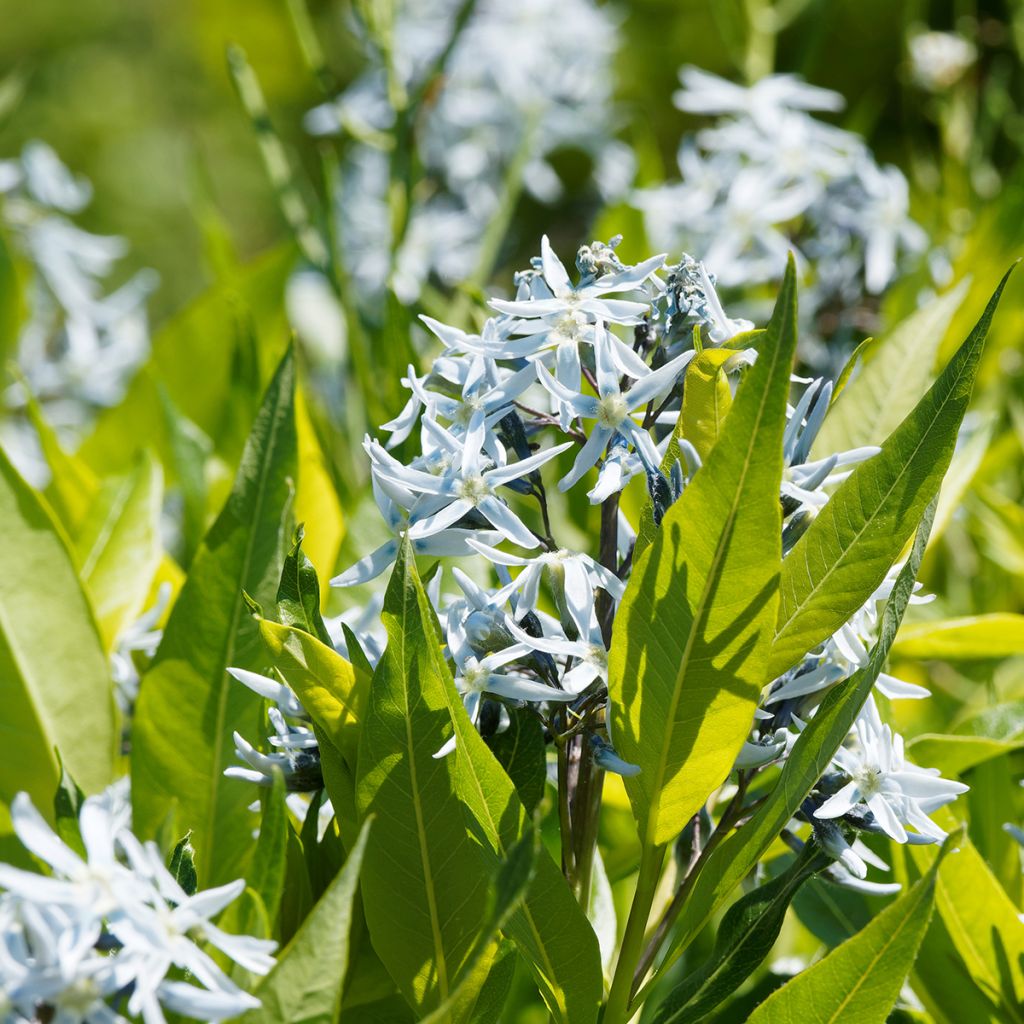 Amsonia ciliata - Estrella azul con flecos