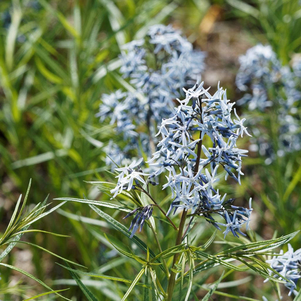 Amsonia hubrichtii - Estrella azul de Threadleaf