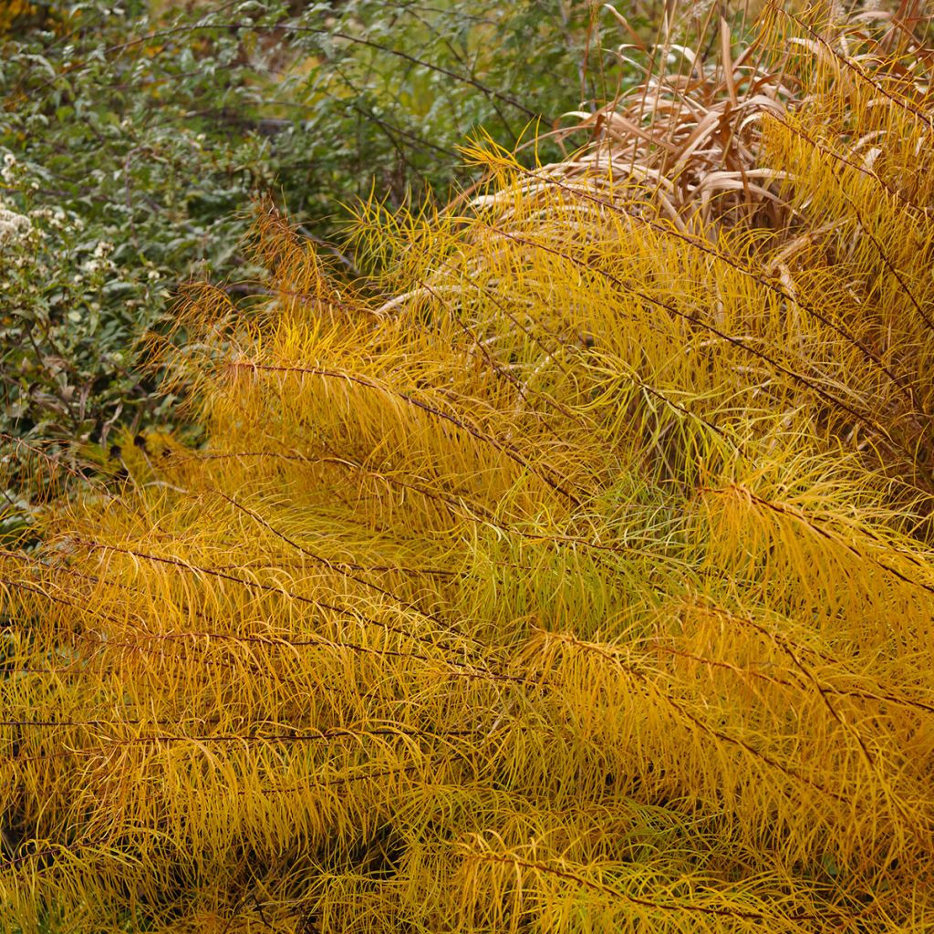 Amsonia hubrichtii - Estrella azul de Threadleaf