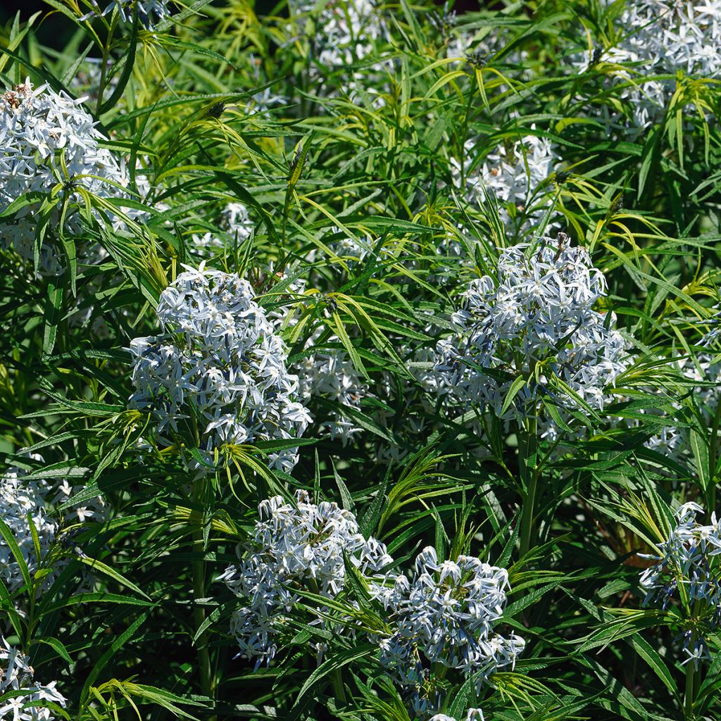 Amsonia hubrichtii - Estrella azul de Threadleaf