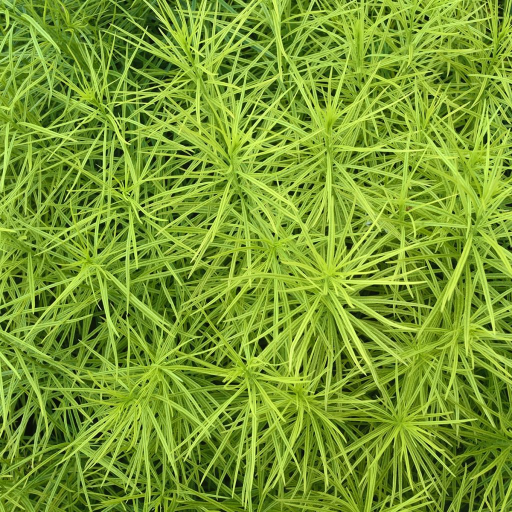 Amsonia hubrichtii - Estrella azul de Threadleaf