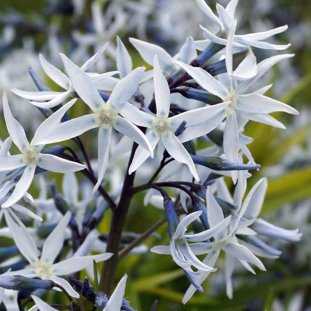 Amsonia hubrichtii - Estrella azul de Threadleaf