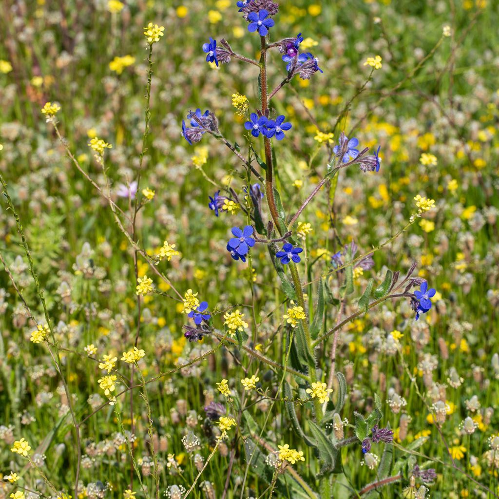Anchusa azurea Feltham Pride