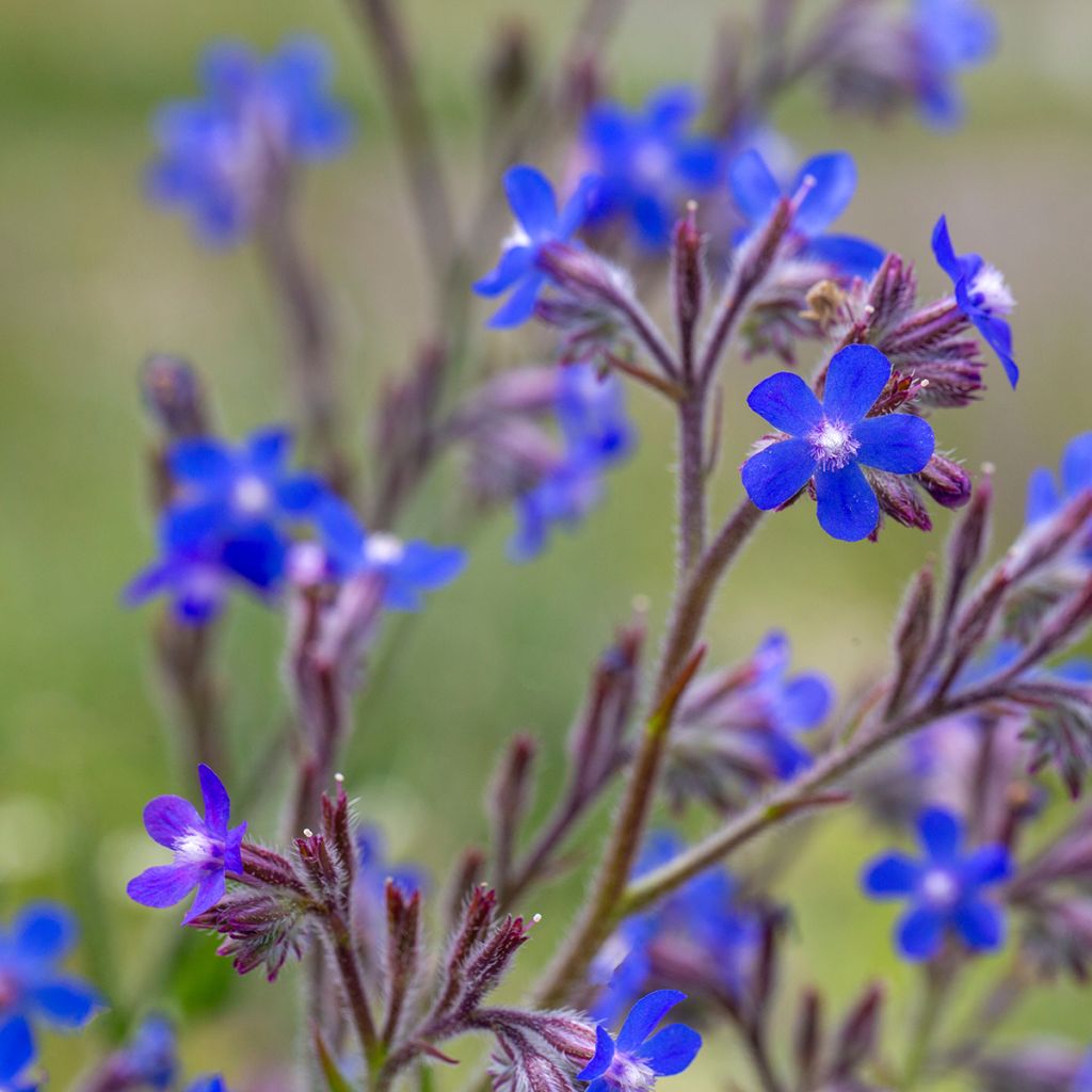 Anchusa azurea Feltham Pride
