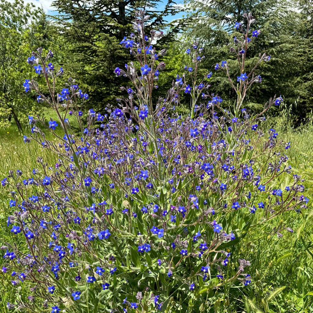 Anchusa azurea Feltham Pride
