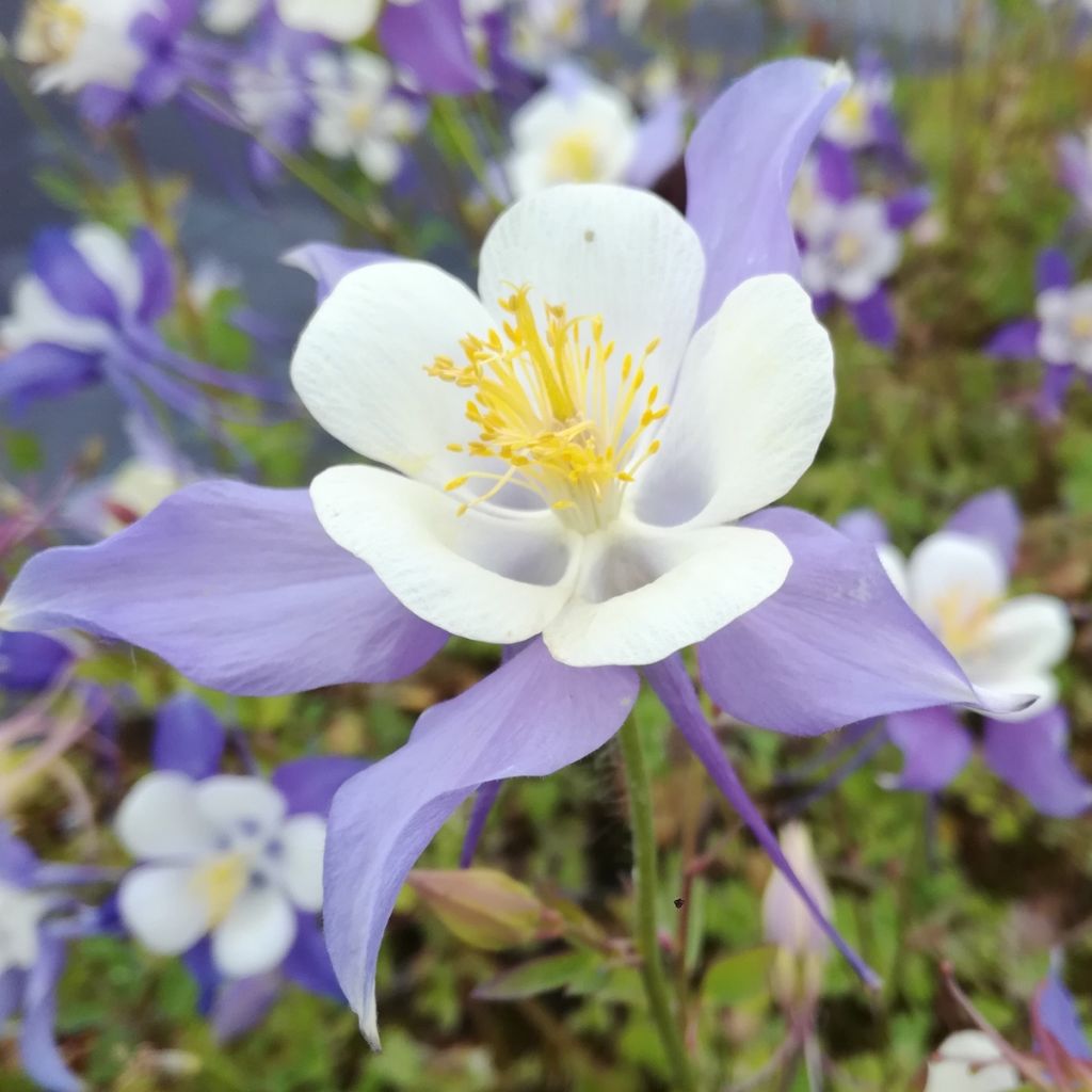  Aquilegia coerulea